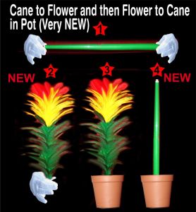 Cane to Flower and then Flower to Cane in Pot