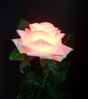 Color Changing Rose - D Lite