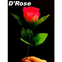 D Rose