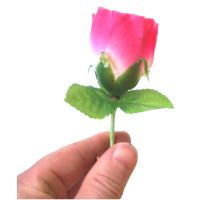 Rosen aus der Luft - single -